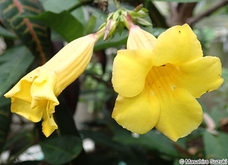 アリアケカズラ（アラマンダ） Allamanda
