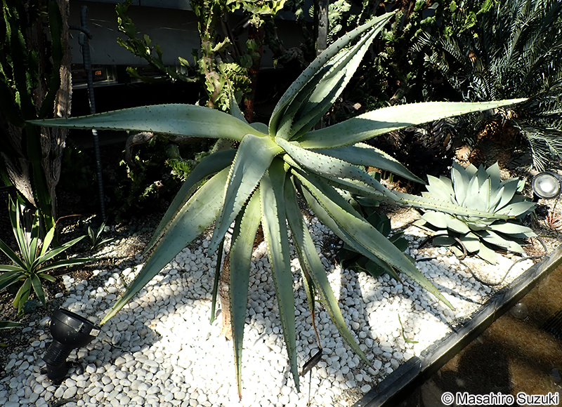 オニキリマル Aloe marlothii