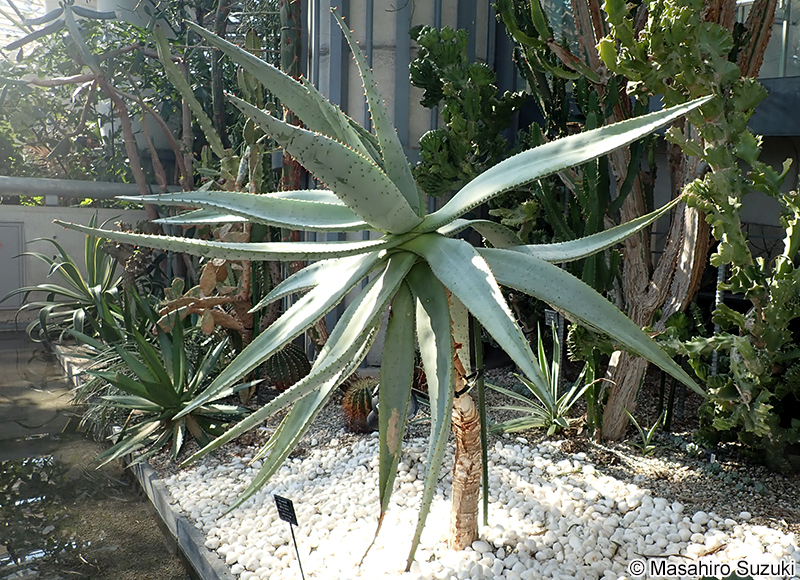 オニキリマル Aloe marlothii