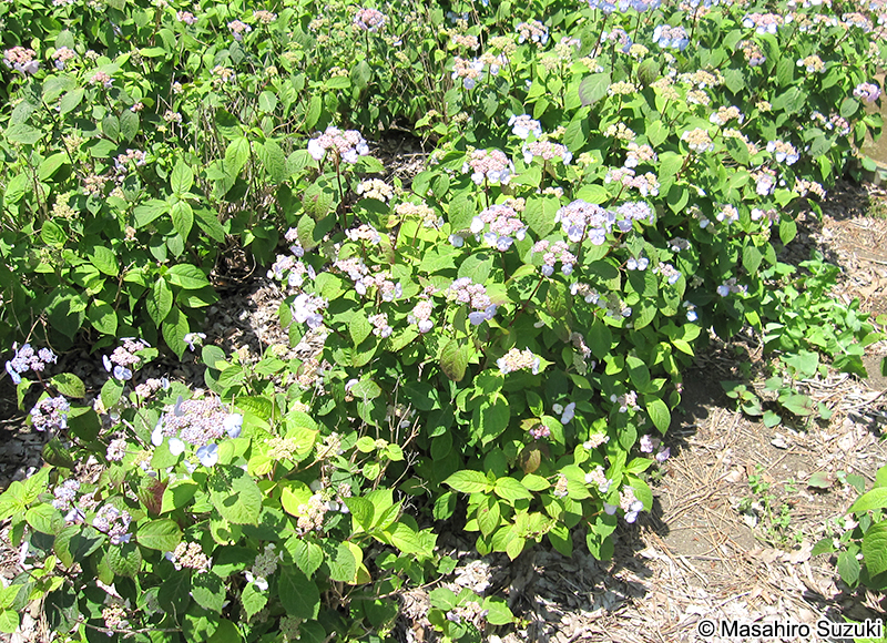 アマチャ Hydrangea serrata var. thunbergii