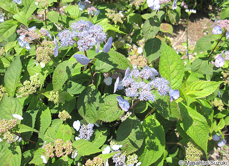 アマチャ Hydrangea serrata var. thunbergii