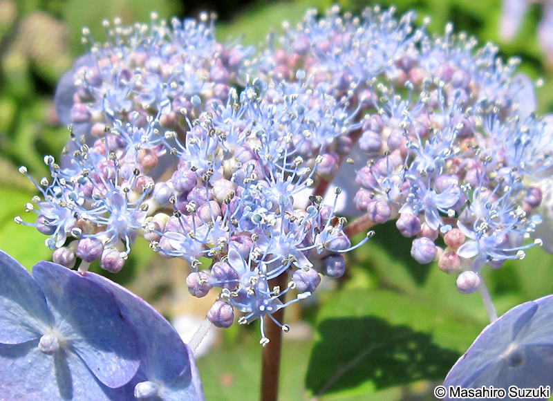 アマチャ Hydrangea serrata var. thunbergii