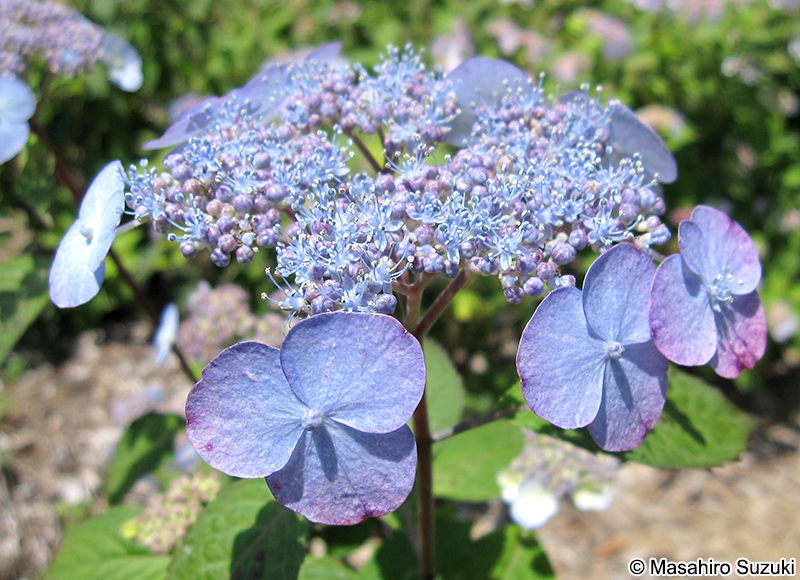 アマチャ Hydrangea serrata var. thunbergii