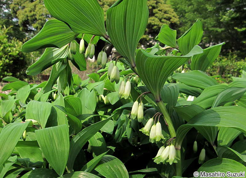 アマドコロ Polygonatum odoratum