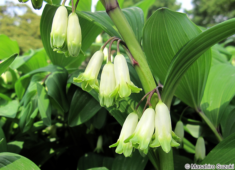 アマドコロ Polygonatum odoratum