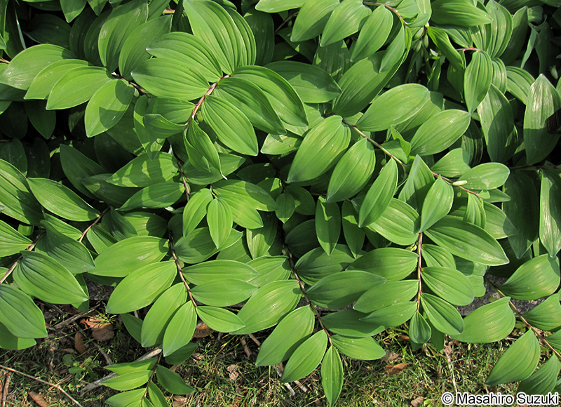 アマドコロ Polygonatum odoratum