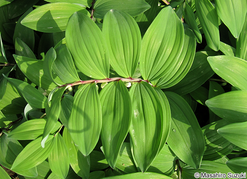 アマドコロ Polygonatum odoratum