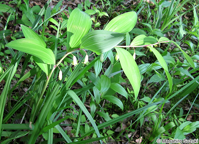 アマドコロ Polygonatum odoratum