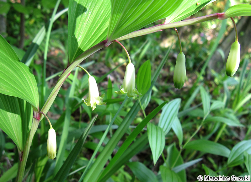 アマドコロ Polygonatum odoratum