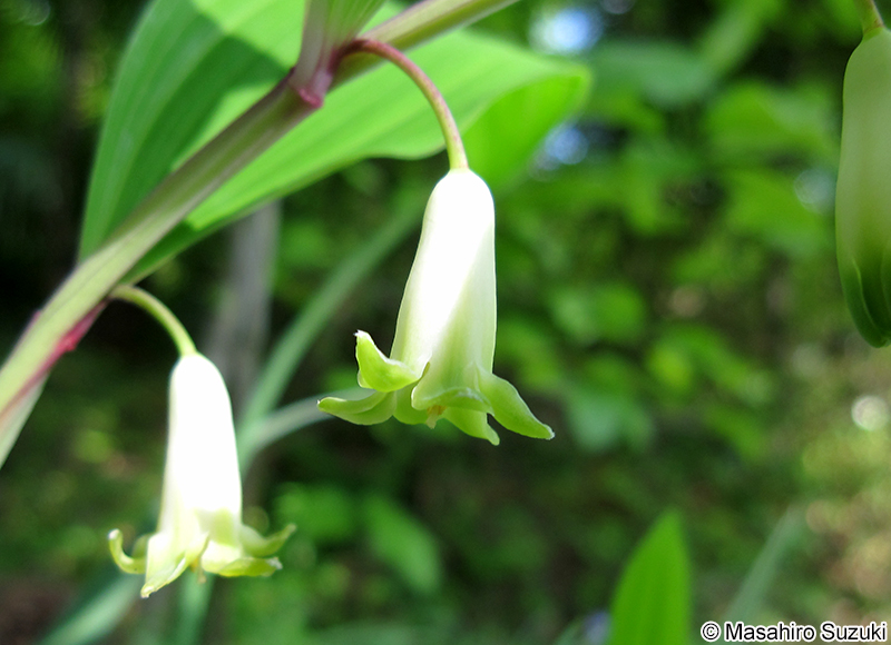 アマドコロ Polygonatum odoratum