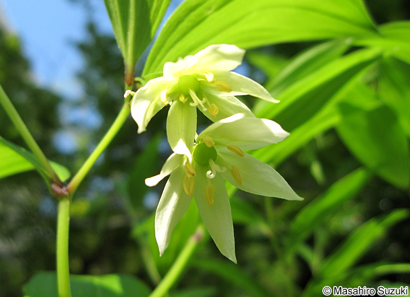 アマドコロ Polygonatum odoratum