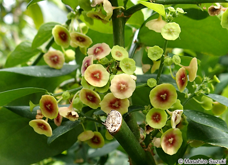 アマメシバ（カトック） Breynia androgyna