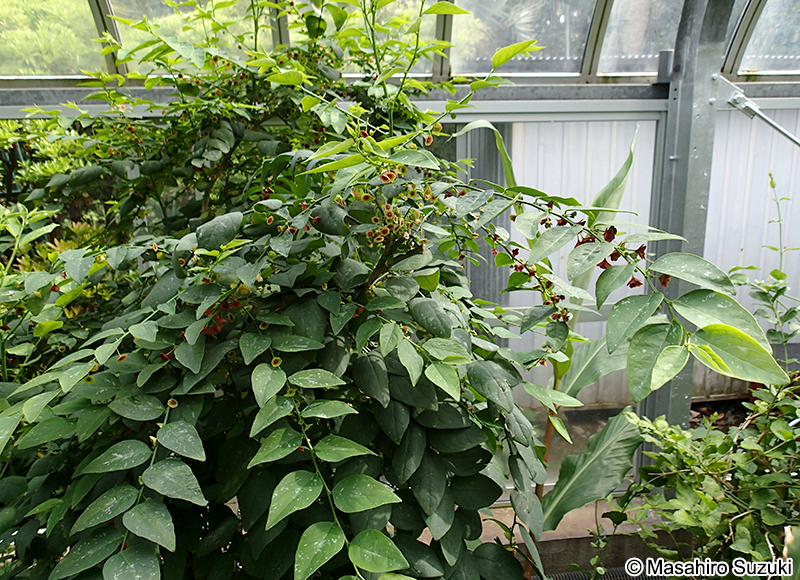 アマメシバ（カトック） Breynia androgyna