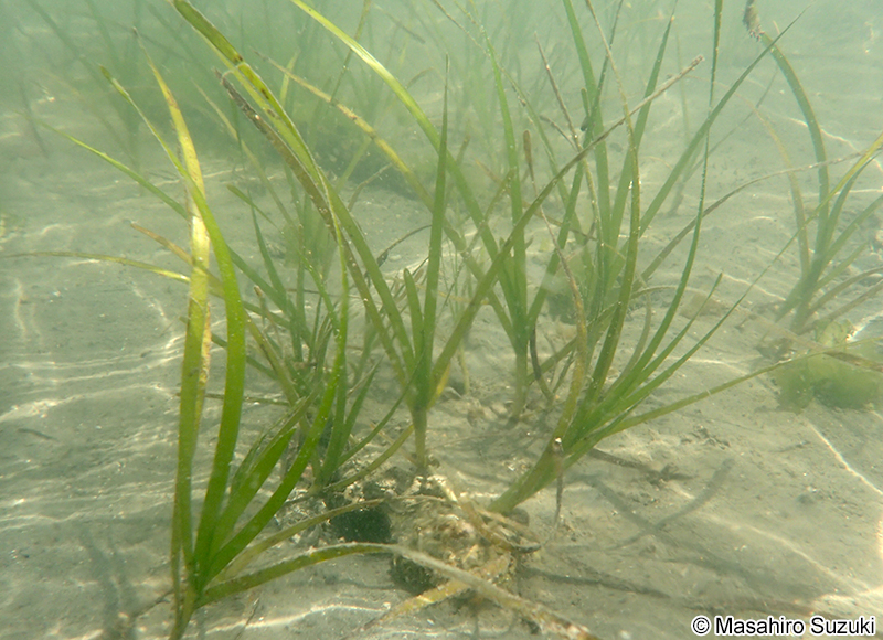 アマモ Zostera marina