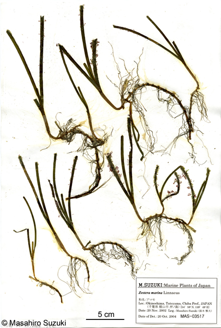 アマモの押し葉標本