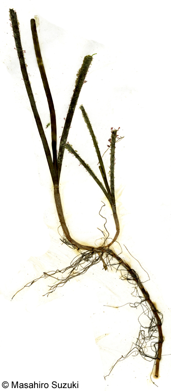 アマモの押し葉標本