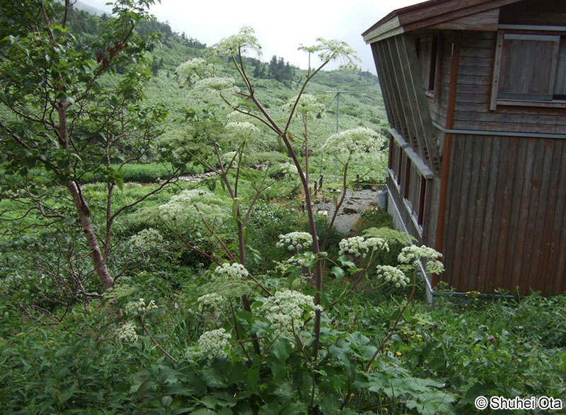 アマニュウ Angelica edulis