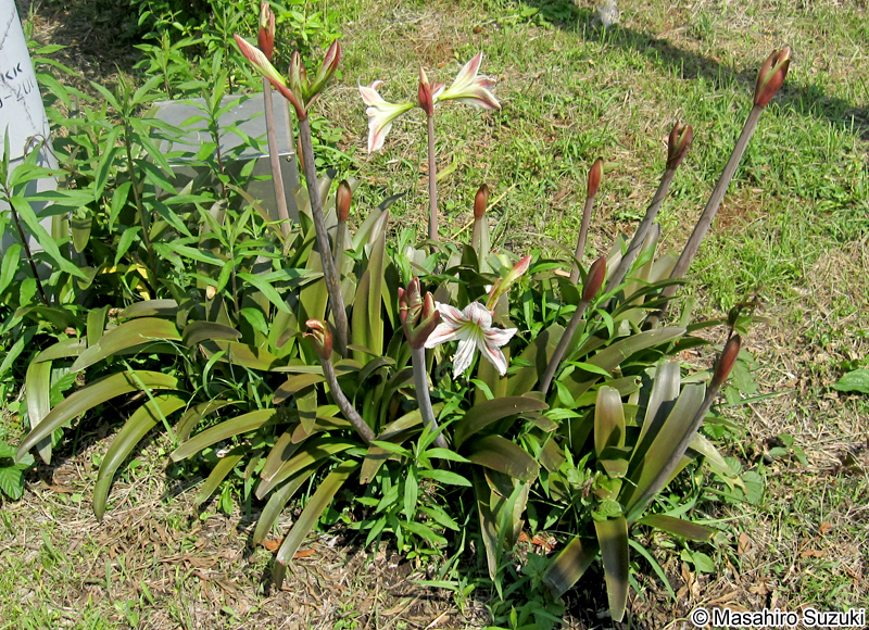 アマリリス（ヒッペアストルム） Hippeastrum x hybridum