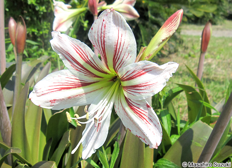 アマリリス（ヒッペアストルム） Hippeastrum x hybridum