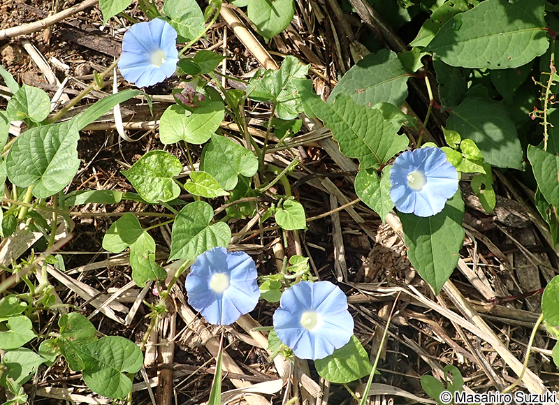 マルバアメリカアサガオ Ipomoea hederacea var. integriuscula