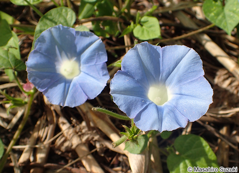マルバアメリカアサガオ Ipomoea hederacea var. integriuscula