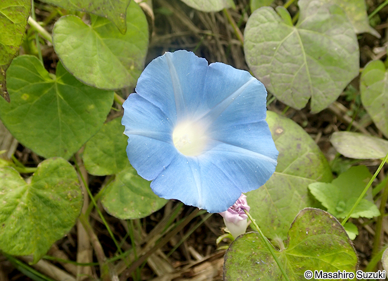 マルバアメリカアサガオ Ipomoea hederacea var. integriuscula