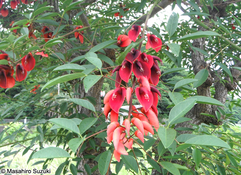 アメリカデイゴ Erythrina crista-galli