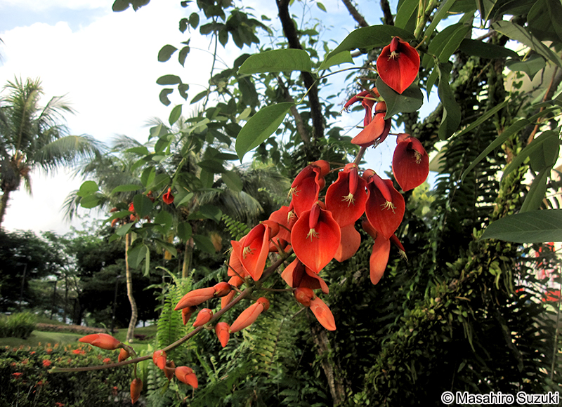 アメリカデイゴ Erythrina crista-galli