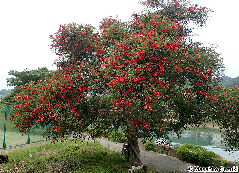 アメリカデイゴ Erythrina crista-galli