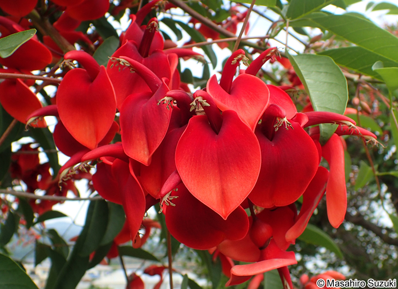 アメリカデイゴ Erythrina crista-galli