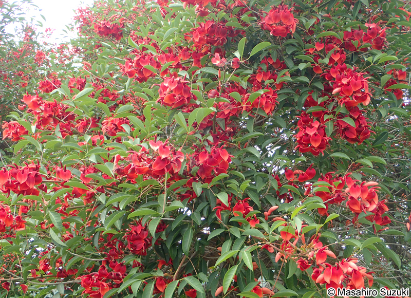アメリカデイゴ Erythrina crista-galli