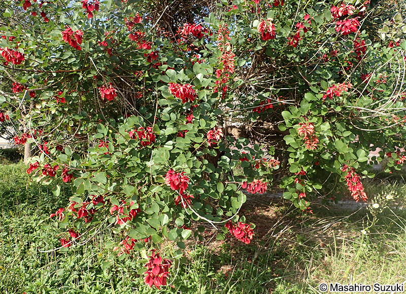 アメリカデイゴ Erythrina crista-galli