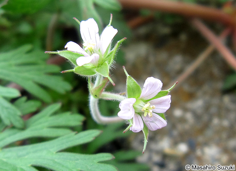 アメリカフウロ Geranium carolinianum