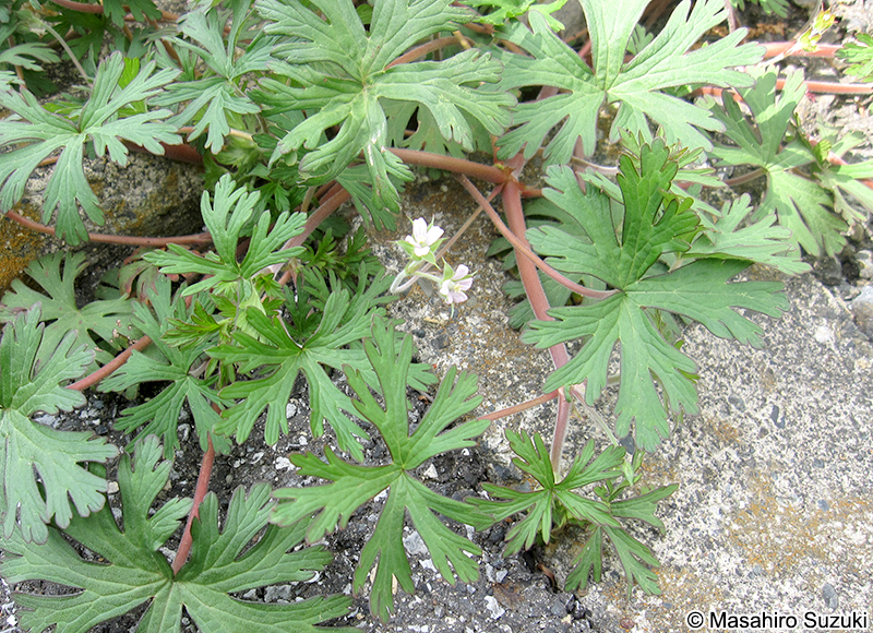 アメリカフウロ Geranium carolinianum