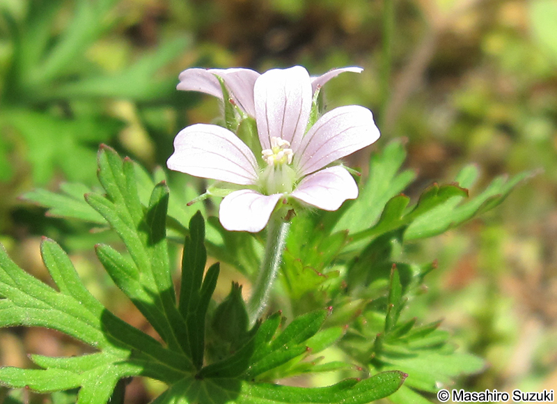 アメリカフウロ Geranium carolinianum
