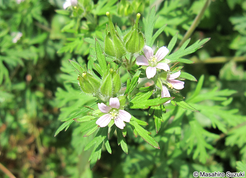 アメリカフウロ Geranium carolinianum