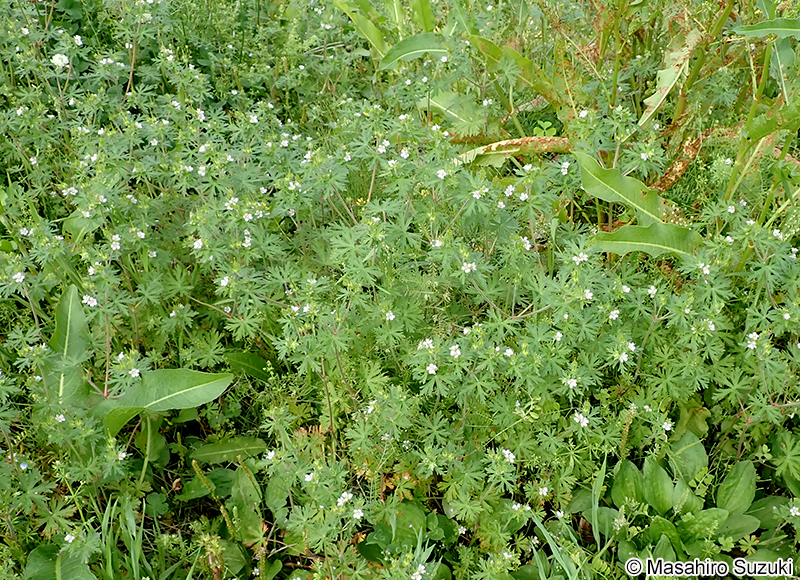 アメリカフウロ Geranium carolinianum