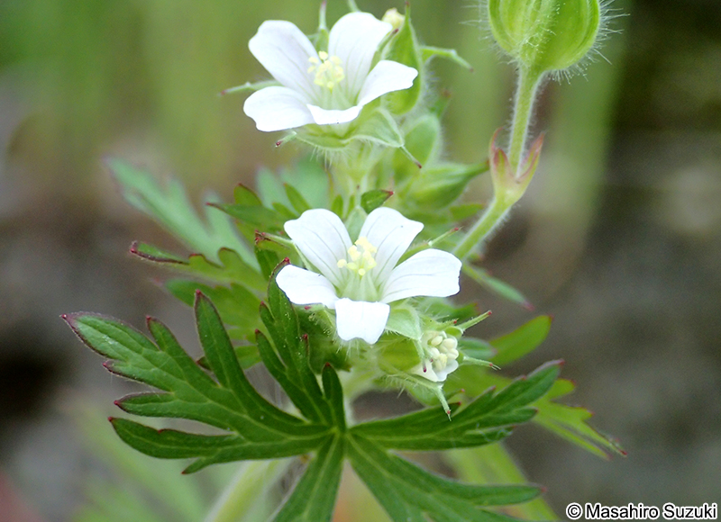 アメリカフウロ Geranium carolinianum
