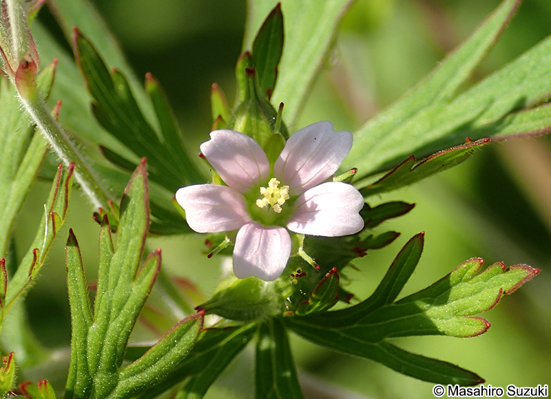 アメリカフウロ Geranium carolinianum