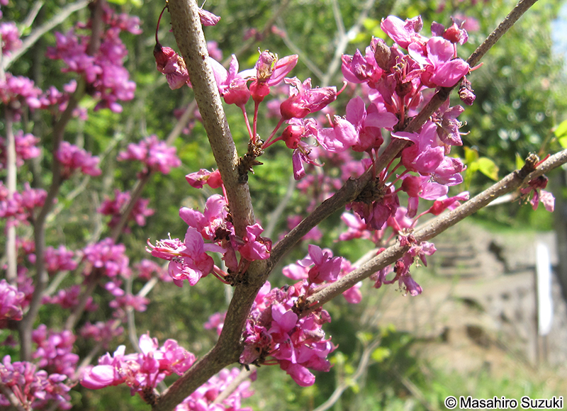 アメリカハナズオウ Cercis canadensis