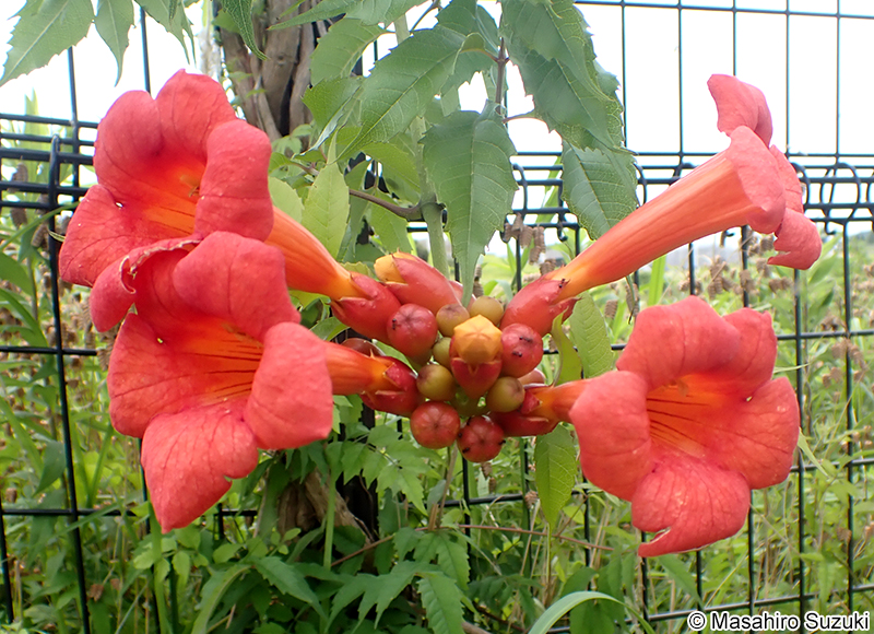 アメリカノウゼンカズラ Campsis radicans
