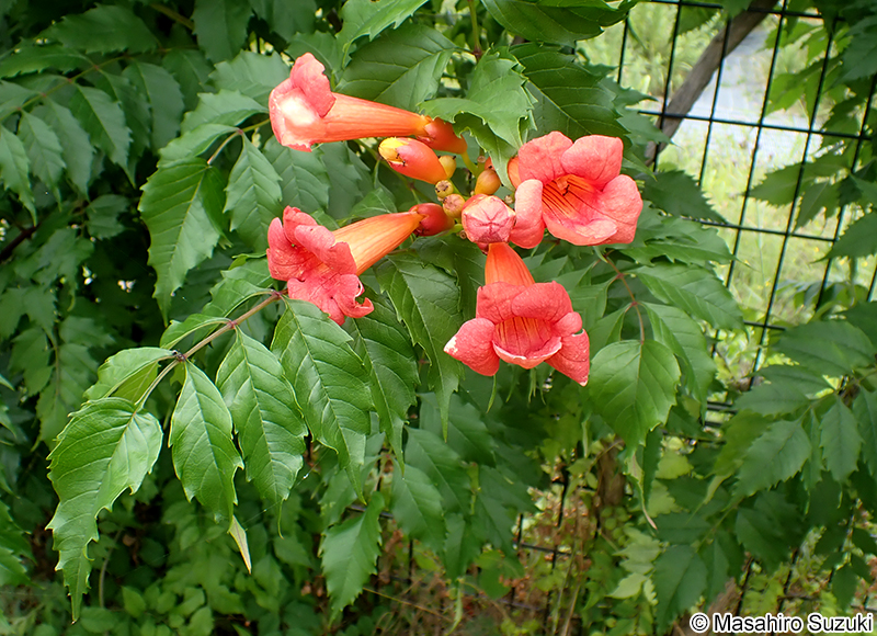 アメリカノウゼンカズラ Campsis radicans