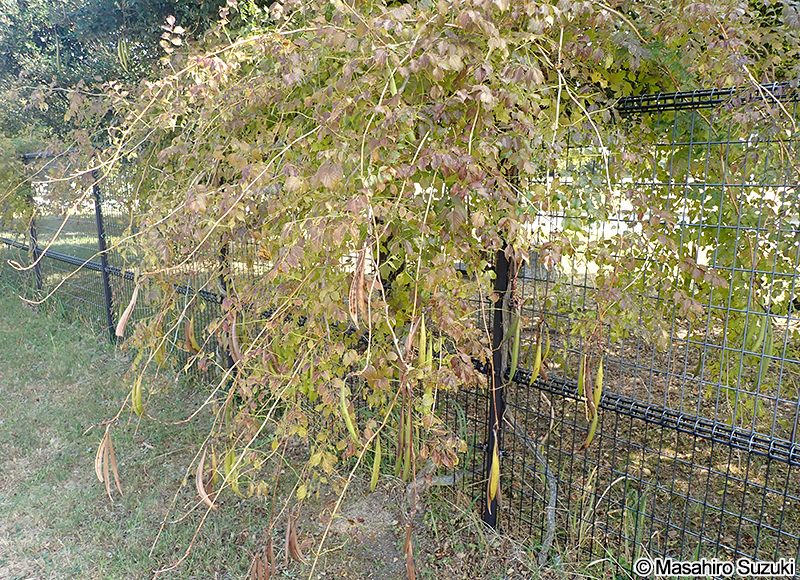 アメリカノウゼンカズラ Campsis radicans