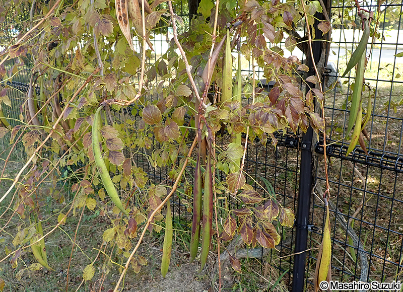 アメリカノウゼンカズラ の果実