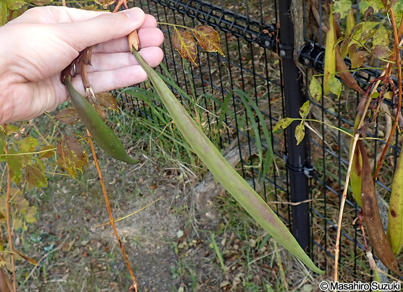 アメリカノウゼンカズラ の果実