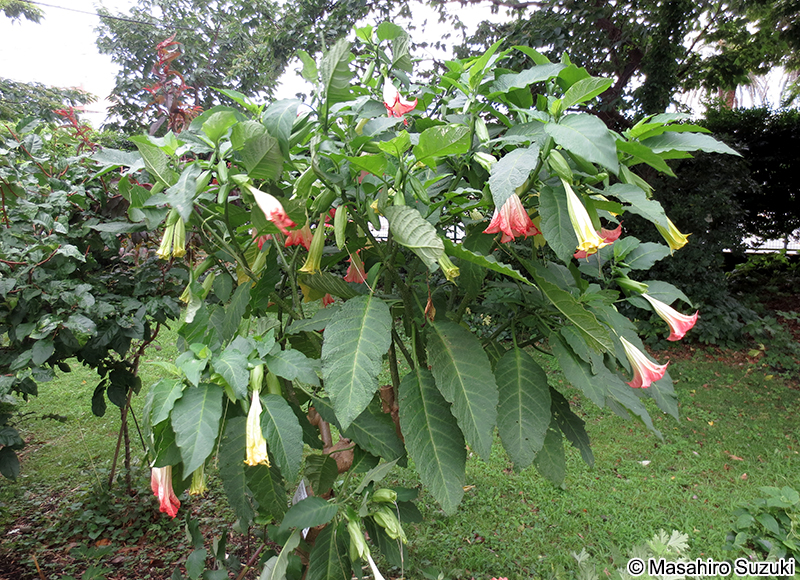 エンジェルストランペット Brugmansia