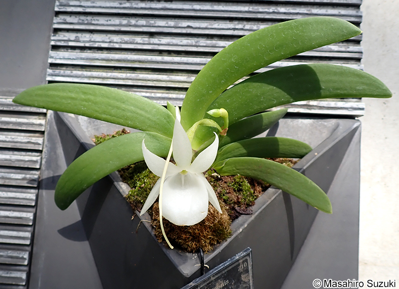 Angraecum leonis