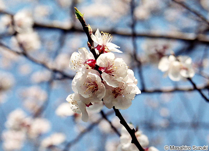 アンズ Armeniaca vulgaris var. ansu
