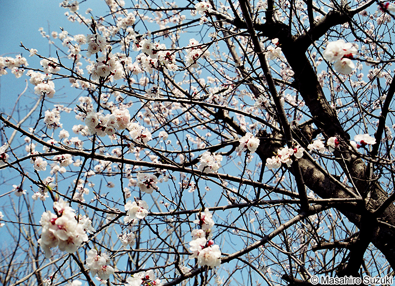 アンズ Armeniaca vulgaris var. ansu