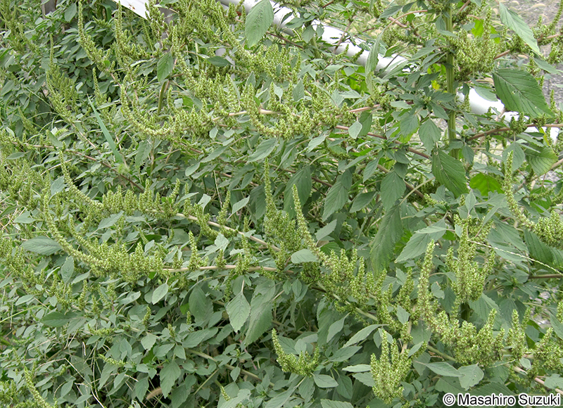 アオゲイトウ Amaranthus retroflexus